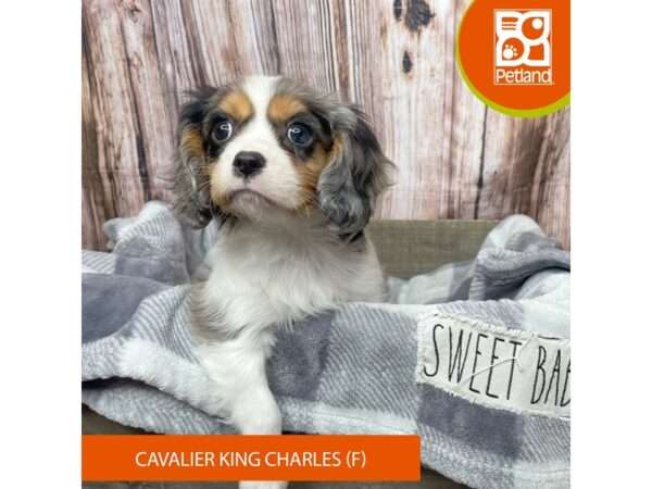 Cavalier King Charles Spaniel Dog Female Blue Merle / White 17884 Petland Fairfield, Ohio