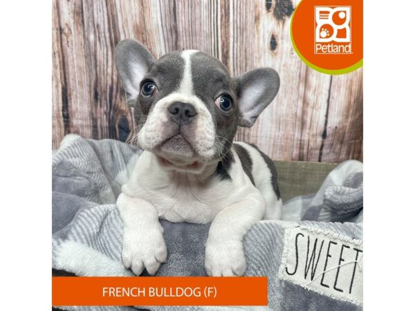 French Bulldog Dog Female Blue 17885 Petland Fairfield, Ohio