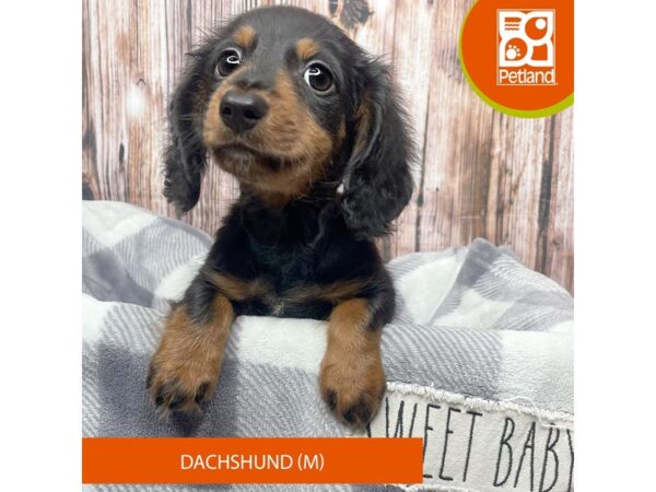 Dachshund-Dog-Male-Black / Tan-17893-Petland Fairfield, Ohio