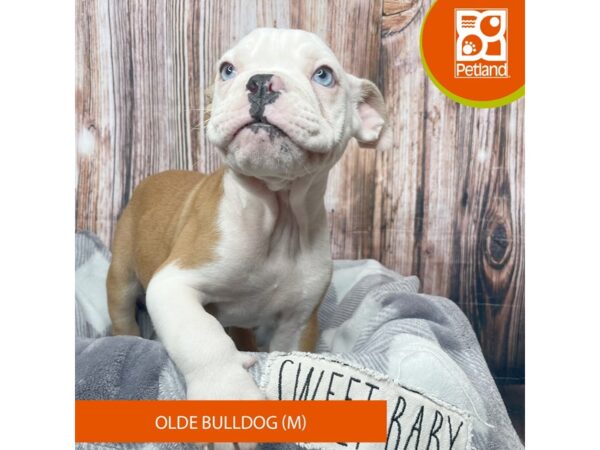 Olde Bulldog-Dog-Male-Red / White-17894-Petland Fairfield, Ohio