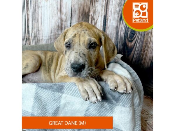 Great Dane-Dog-Male-Brindle-17896-Petland Fairfield, Ohio