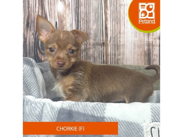 Chorkie-Dog-Female-Chocolate / Tan-17898-Petland Fairfield, Ohio