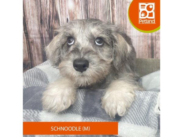 Schnoodle Dog Male Blue Merle 17849 Petland Fairfield, Ohio