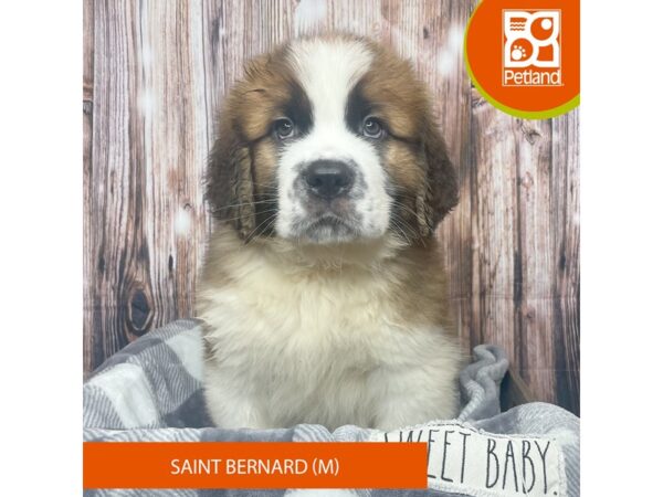 Saint Bernard-Dog-Male-Brown / White-17862-Petland Fairfield, Ohio