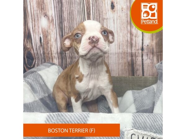 Boston Terrier-Dog-Female-Red Merle-17857-Petland Fairfield, Ohio