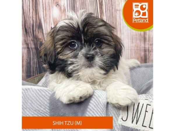 Shih Tzu Dog Male Brown / White 17867 Petland Fairfield, Ohio