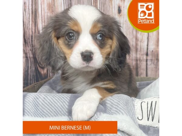 Mini Bernese-Dog-Male-Blue Merle / Tan-17869-Petland Fairfield, Ohio