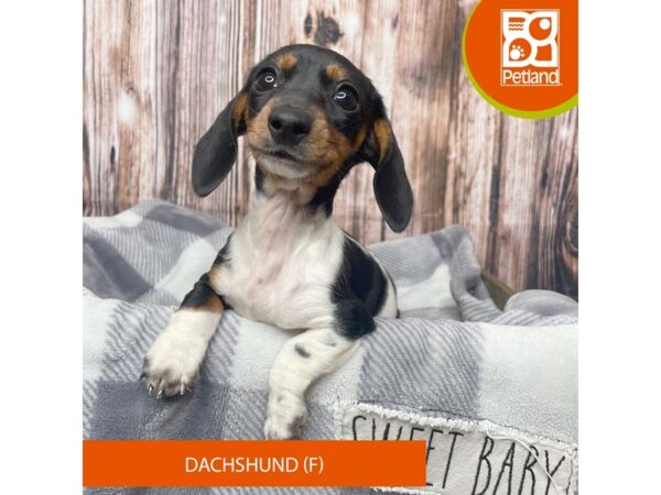 Dachshund-Dog-Female-Black / Tan-17879-Petland Fairfield, Ohio