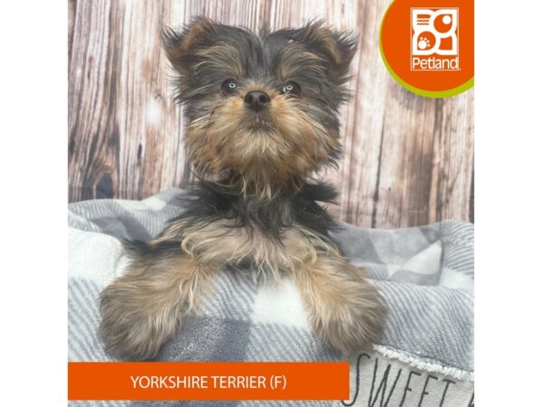 Yorkshire Terrier Dog Female Black / Tan 17878 Petland Fairfield, Ohio