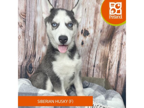 Siberian Husky-Dog-Female-Black / White-17877-Petland Fairfield, Ohio