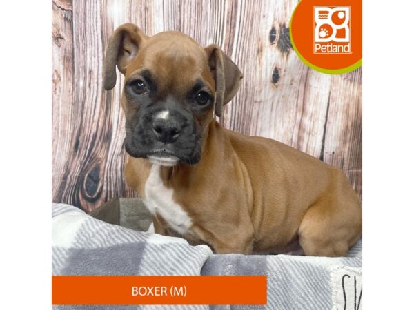 Boxer Dog Male Fawn 17874 Petland Fairfield, Ohio