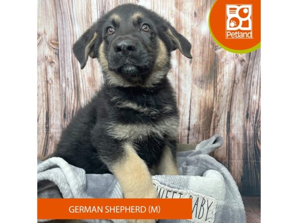 German Shepherd-Dog-Male-Black / Tan-17887-Petland Fairfield, Ohio