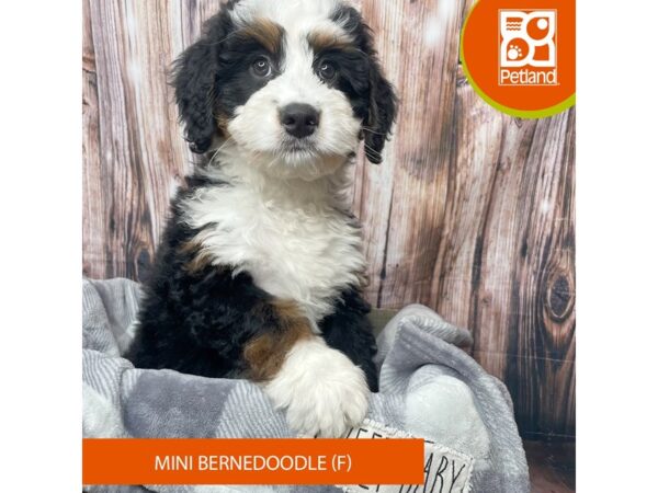 Bernedoodle Mini-Dog-Female-Tri-Colored-17888-Petland Fairfield, Ohio