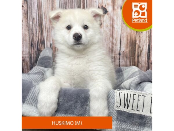 Huskimo-Dog-Male-white and cream-17889-Petland Fairfield, Ohio