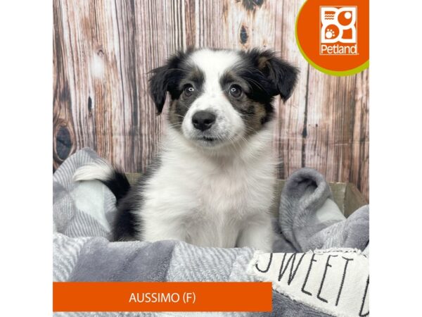 Aussimo-Dog-Female-Black / White-17890-Petland Fairfield, Ohio