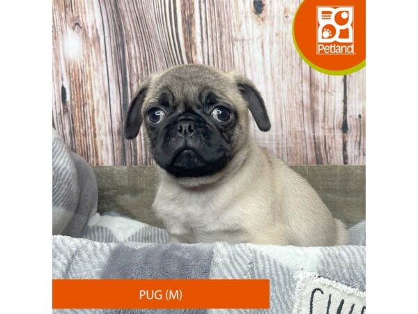 Pug-Dog-Male-Fawn-17891-Petland Fairfield, Ohio