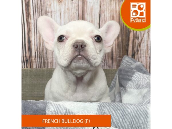 French Bulldog-Dog-Female--17892-Petland Fairfield, Ohio