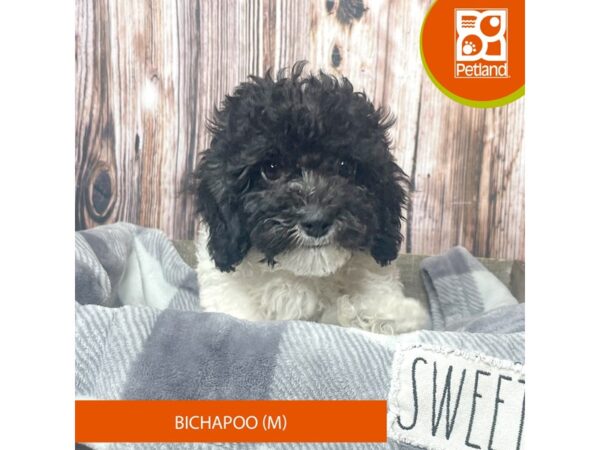 Bichapoo Dog Female Black / White 17881 Petland Fairfield, Ohio