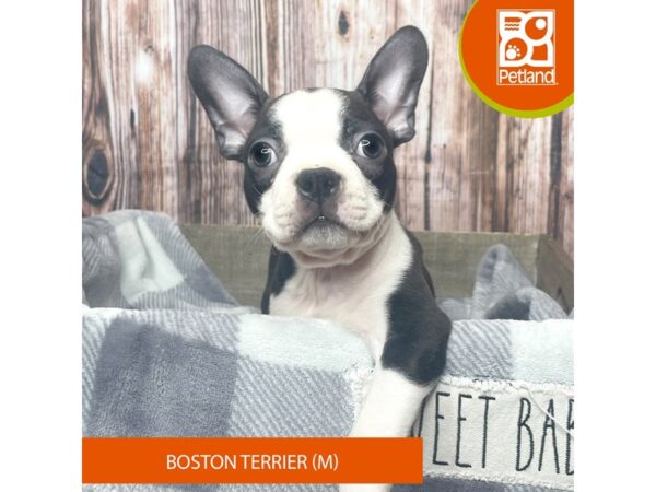 Boston Terrier-Dog-Male-Black / White-17900-Petland Fairfield, Ohio