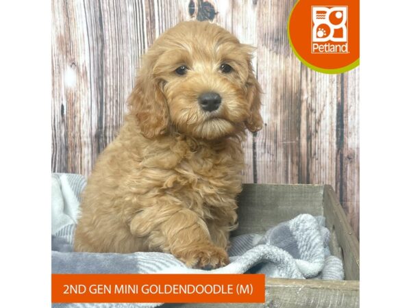 Goldendoodle Mini 2nd Gen-Dog-Male-Red-17901-Petland Fairfield, Ohio