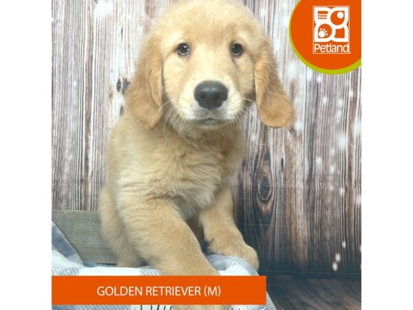 Golden Retriever-Dog-Male-Golden-17902-Petland Fairfield, Ohio