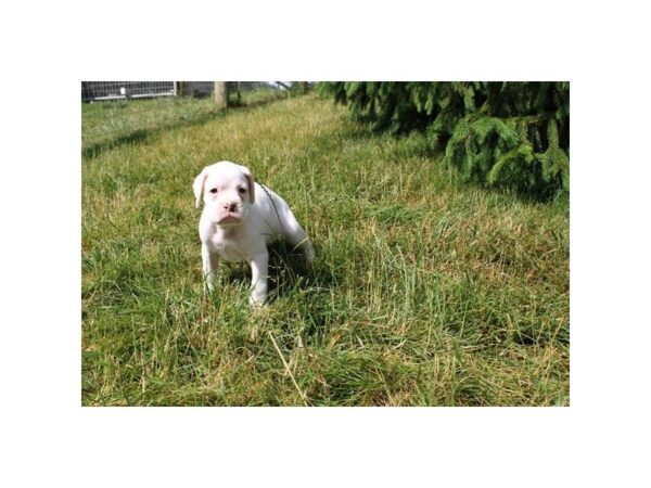 Boxer Dog Male White 17918 Petland Fairfield, Ohio