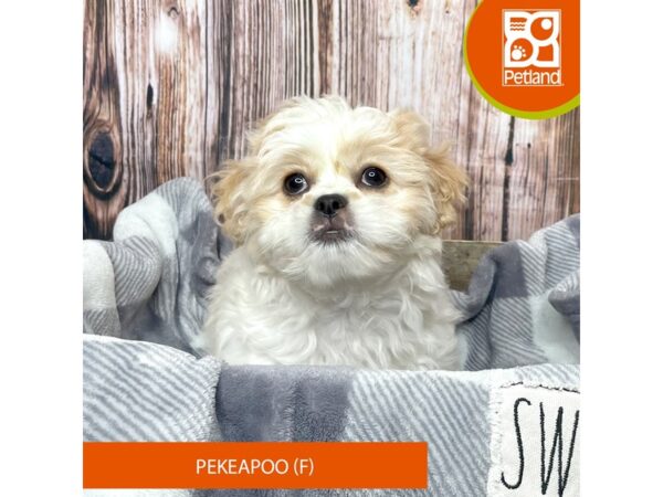 Pekeapoo-Dog-Female-Apricot-17907-Petland Fairfield, Ohio