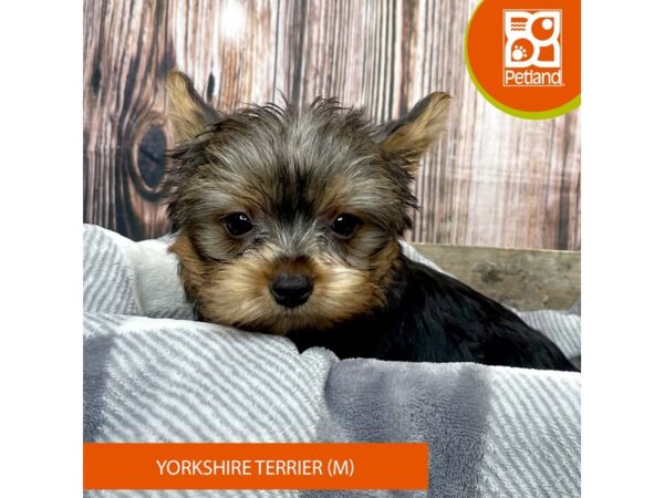 Yorkshire Terrier Dog Male Black / Tan 17914 Petland Fairfield, Ohio