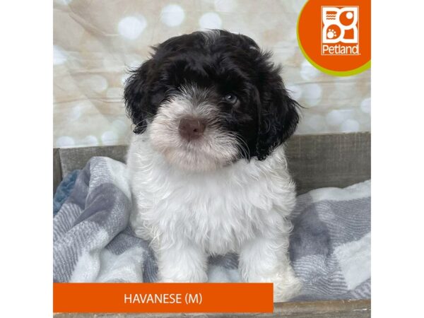 Havanese Dog Male White / Chocolate 17931 Petland Fairfield, Ohio