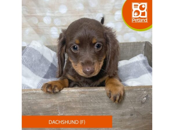 Dachshund-Dog-Female-Chocolate / Tan-17927-Petland Fairfield, Ohio