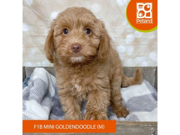 Goldendoodle Mini F1b-Dog-Male-Golden-17926-Petland Fairfield, Ohio