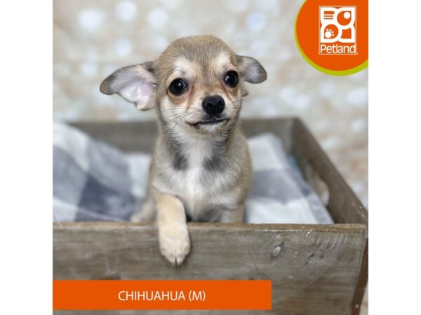 Chihuahua Dog Male Sable 17924 Petland Fairfield, Ohio