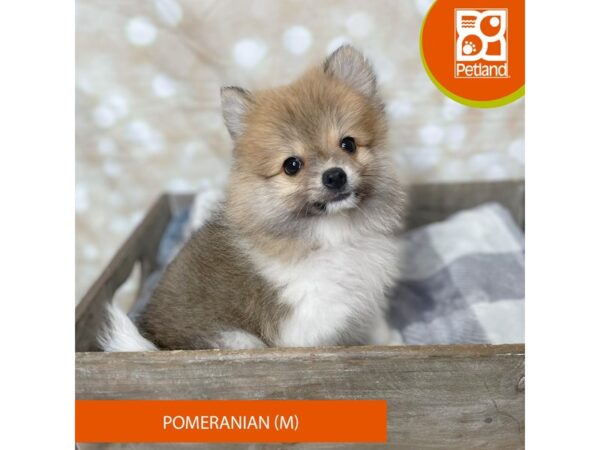 Pomeranian Dog Male White 17923 Petland Fairfield, Ohio