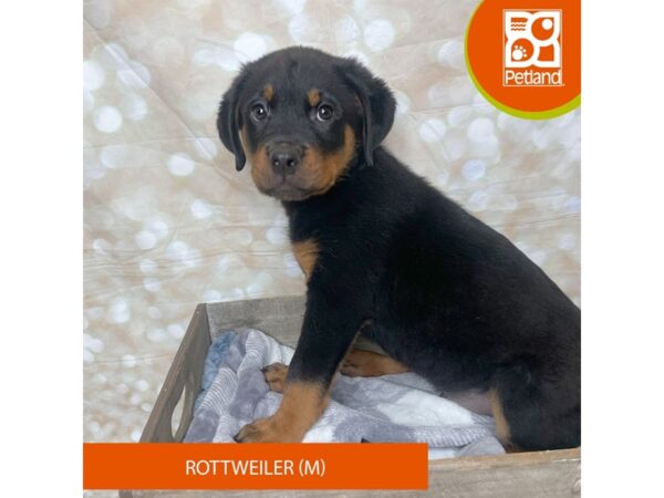 Rottweiler Dog Male Black / Tan 17922 Petland Fairfield, Ohio