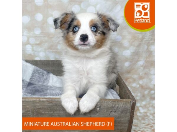 Miniature Australian Shepherd-Dog-Female-Blue Merle-17912-Petland Fairfield, Ohio