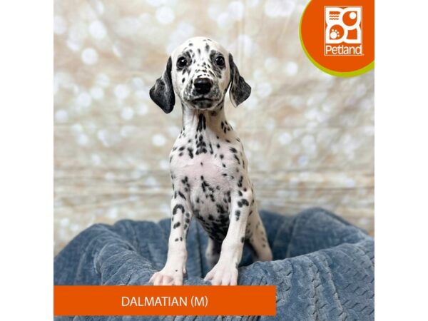 Dalmatian Dog Male White / Black 17953 Petland Fairfield, Ohio