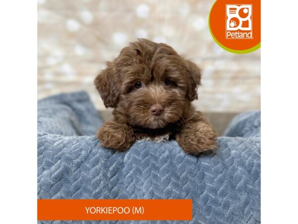 Yorkiepoo Dog Male Chocolate 17955 Petland Fairfield, Ohio