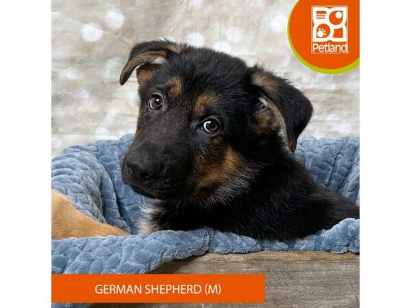 German Shepherd Dog-Dog-Male-Black / Tan-17964-Petland Fairfield, Ohio