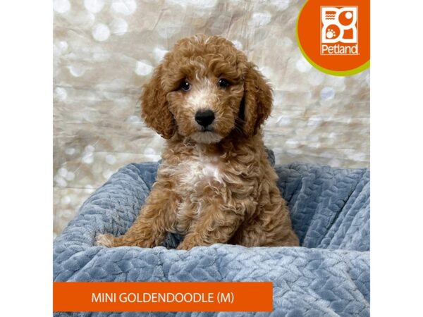 Goldendoodle Mini-Dog-Male-Tan-17963-Petland Fairfield, Ohio