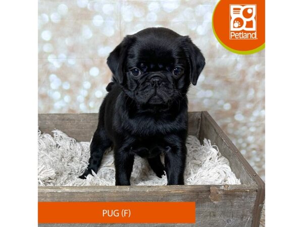 Pug Dog Female Black 17981 Petland Fairfield, Ohio