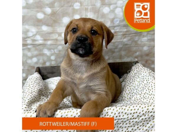 Rottweiler/Mastiff Dog Female Red Fawn 18003 Petland Fairfield, Ohio