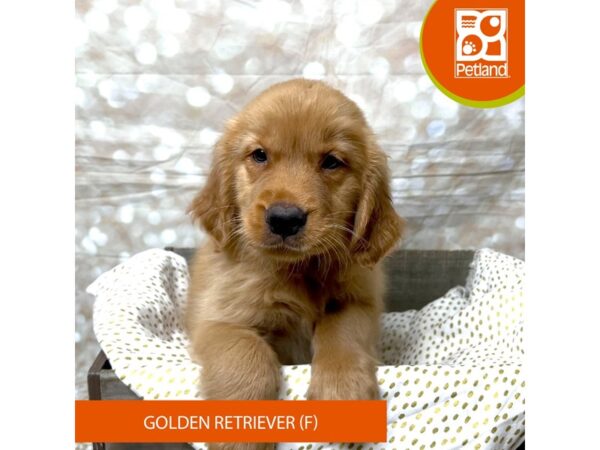 Golden Retriever Dog Female Golden 18004 Petland Fairfield, Ohio