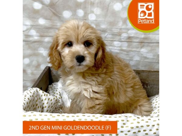 Goldendoodle Mini 2nd Gen Dog Female Red 18010 Petland Fairfield, Ohio