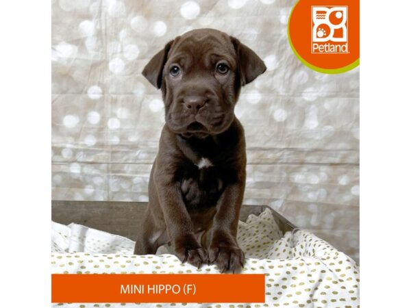 Hippo Mini-Dog-Female-Chocolate-18009-Petland Fairfield, Ohio