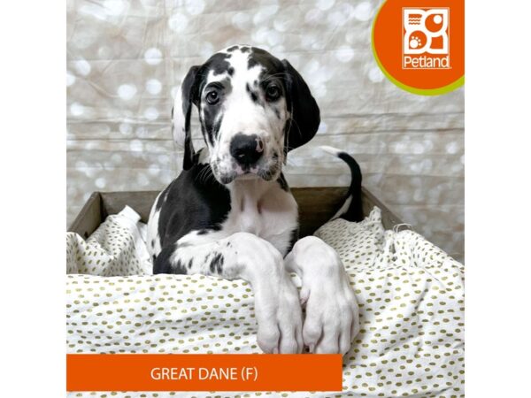 Great Dane Dog Female Harlequin 18008 Petland Fairfield, Ohio