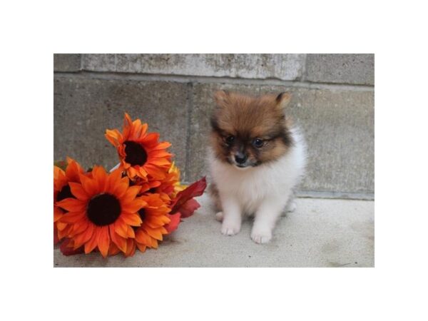 Pomeranian – 17998