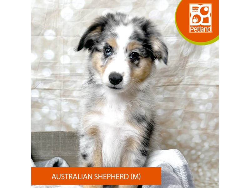 Australian Shepherd - 17990 Image #1