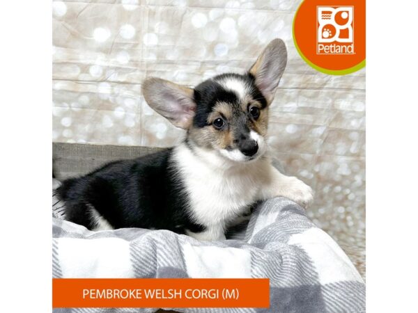 Pembroke Welsh Corgi – 17987