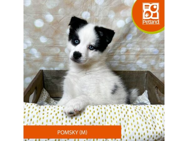Pomsky – 18020