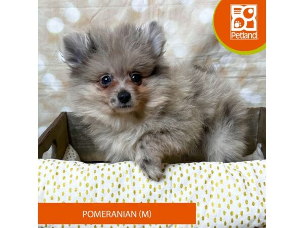 Pomeranian – 18018
